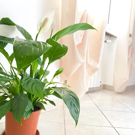 Apartament Ophele House *