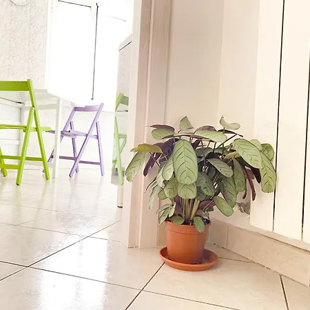 Ophele House Apartament *